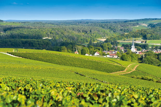 Comprendre le Groupement Foncier Viticole (GFV)