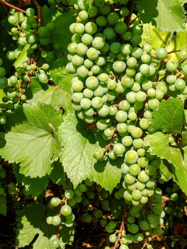 Simulateur GFV & GFF